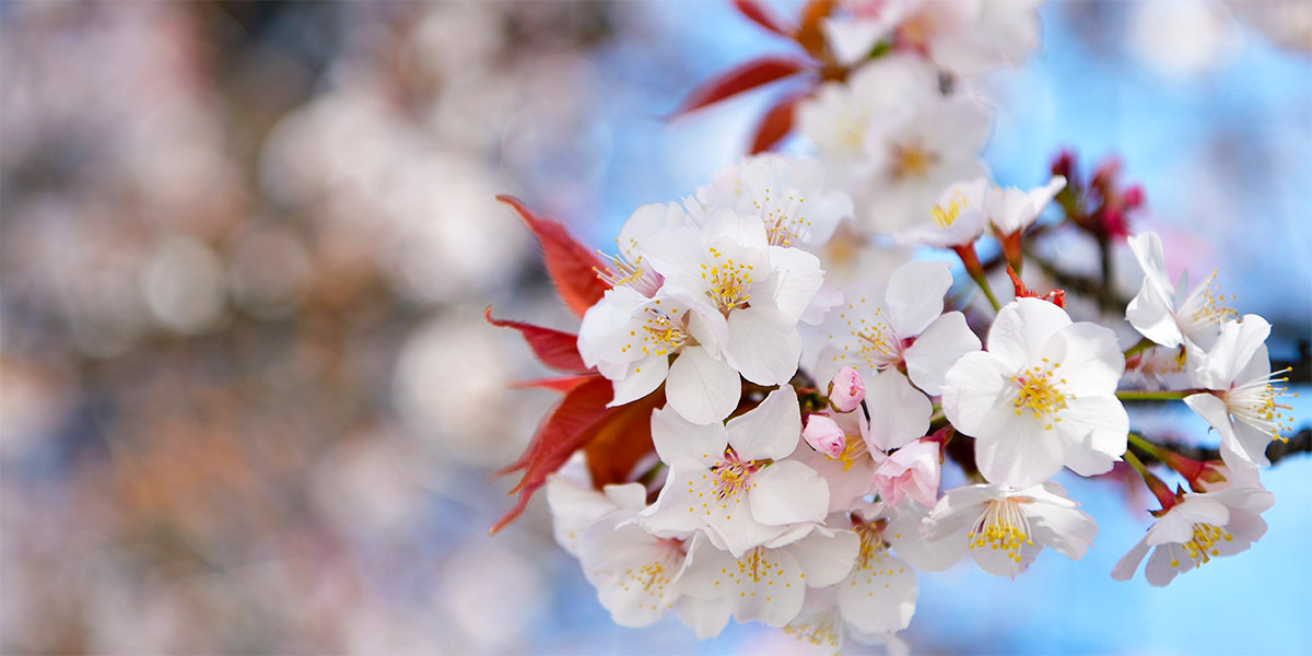 理事長・学校長メッセージ